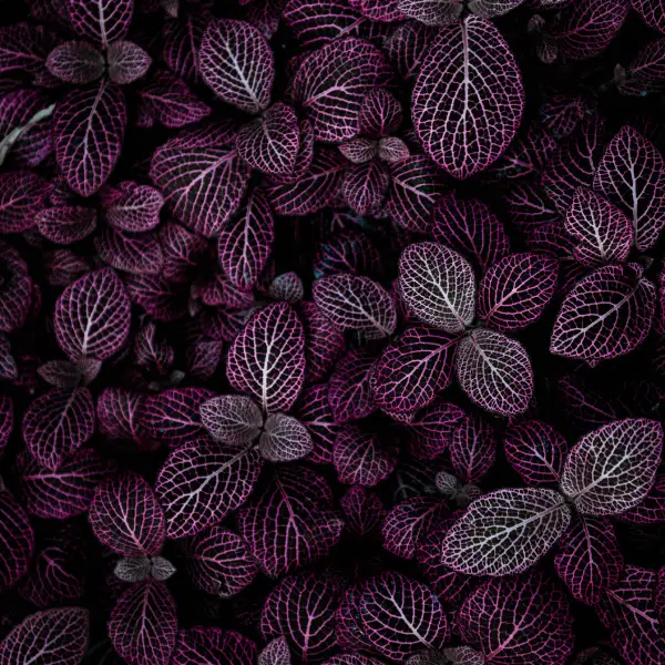 Foto von vielen lila Blättern.