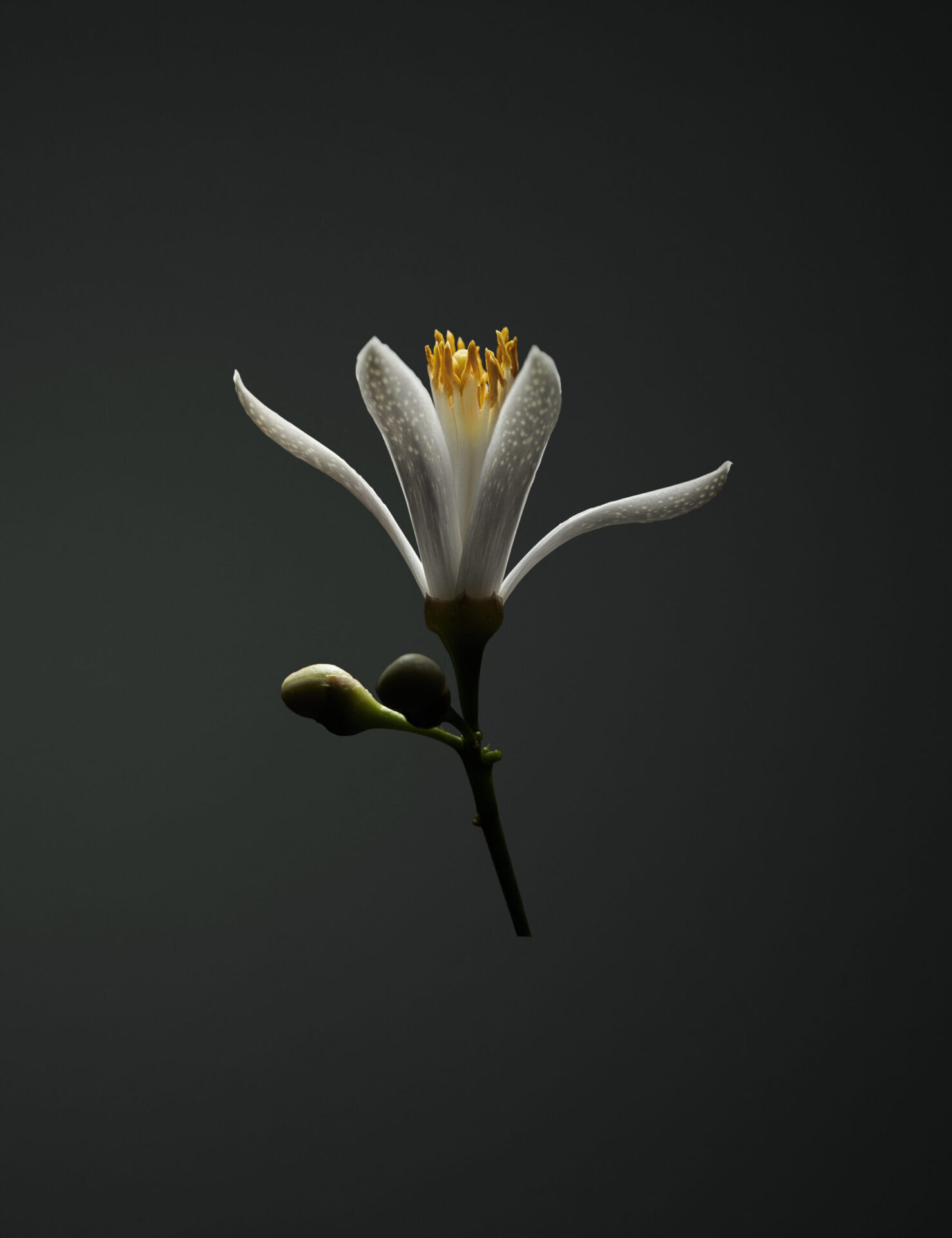 REVOLTAB_Neroli_Final_Low_02-1-scaled-1.jpg